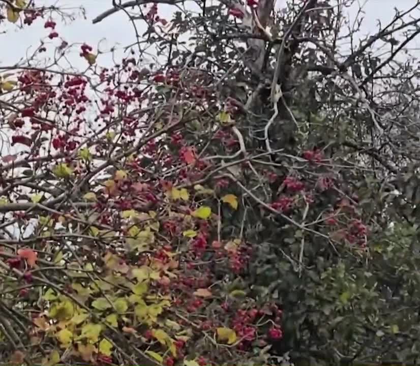  &quot;&quot;       .. -  