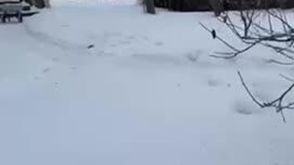 #������������_���������: ������ � �������� ������������ ������� ����������� ������� �� ����� �������� ������������� ��������� ���������� ������������ ������