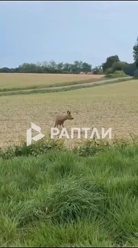 Французская полиция предупреждает: остерегайтесь пьяных оленей на дорогах