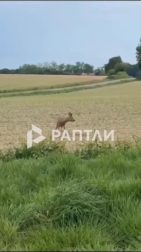 Французская полиция предупреждает: остерегайтесь пьяных оленей на дорогах